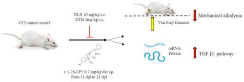 The simultaneous activation of μ- and δ-opioid receptors by (−)-2S-LP2 rescues allodynia with the contribution of TGF-β1 signaling in a rat chronic constriction injury model