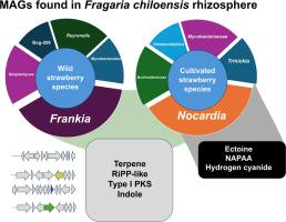Comparative metagenomics of wild and cultivated Fragaria chiloensis reveals major rhizosphere microbiome shifts linked to stress adaptation