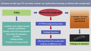 Advances in the type IX secretion system: an exploration focusing on Riemerella anatipestifer