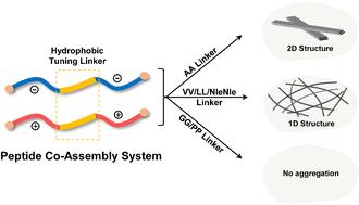 Programming two-component peptide self-assembly by tuning the hydrophobic linker†