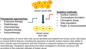 Biomarkers, isolation methods, and therapeutic implications of breast cancer stem cells