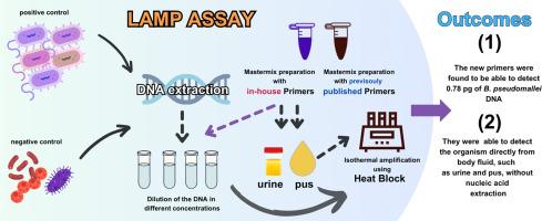 An improved loop mediated isothermal amplification based assay for the rapid identification of genomic DNA of Burkholderia pseudomallei