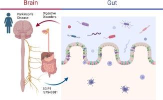 SNP rs7549881, near SGIP1 at 1p31.3, is significantly associated with digestive disorders and Parkinsonism in women