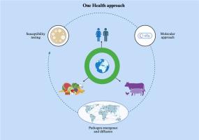 Antibiotic resistance and novel Sequence Types of Klebsiella spp. in human, animal, and food sources: a One Health perspective from Northern Nigeria