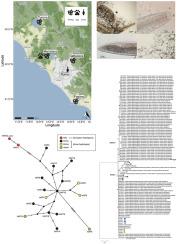 Thelaziosis in central Italy: Molecular detection of a variant haplotype in a human case and epidemiological aspects