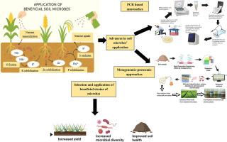 Soil microbial resources: Unlocking sustainable strategies for crop productivity and soil health