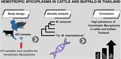 Hemotropic Mycoplasma in cattle and Asian water buffalo in Thailand: Revealing globally distributed sequence types and regional genetic diversity