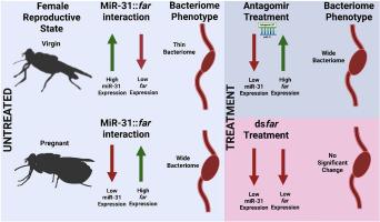 mir-31 mediated control of bacteriome size in tsetse flies