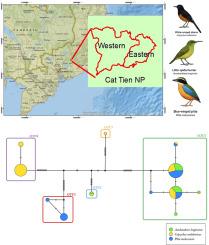 Hidden Plasmodium diversity revealed in southeastern Asian passerines using next-generation amplicon sequencing