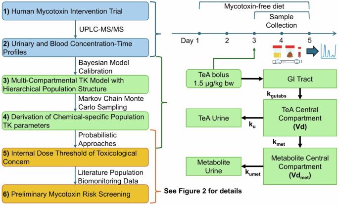 Derivation of human toxicokinetic parameters and internal threshold of toxicological concern for tenuazonic acid through a human intervention trial and hierarchical Bayesian population modeling