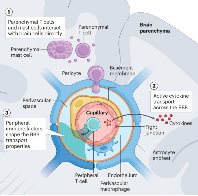 Immune control of brain physiology