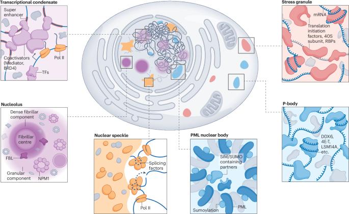 Biomolecular condensates in immune cell fate