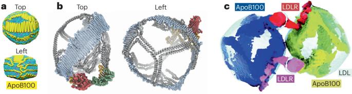 The molecular structure of LDL has finally been elucidated