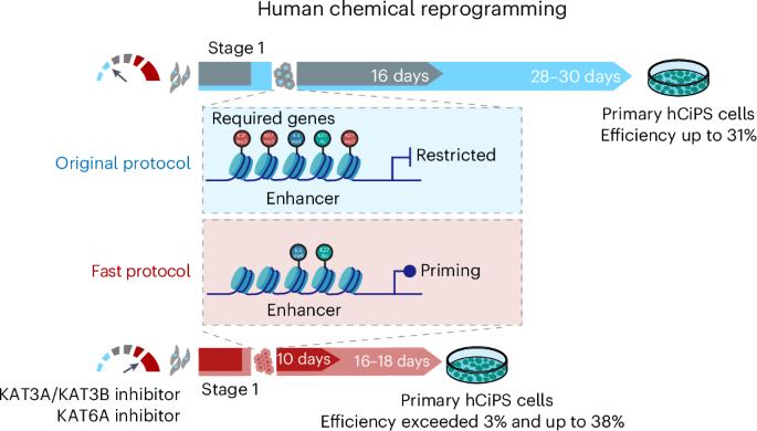 A rapid chemical reprogramming system to generate human pluripotent stem cells