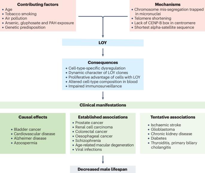 The effects of loss of Y chromosome on male health