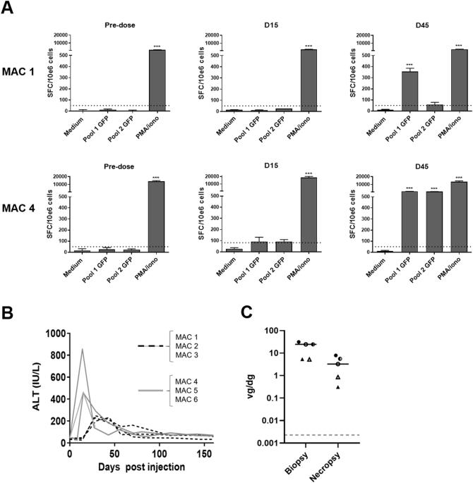 Incomplete elimination of viral genomes is associated with chronic inflammation in nonhuman primate livers after AAV-mediated gene transfer