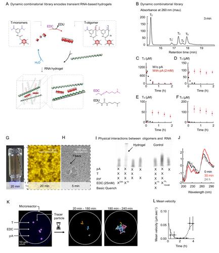 The Multifunctional Role of Templates in Chemically Fueled Dynamic Combinatorial Libraries