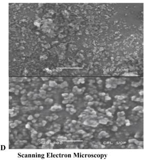 Noninvasive in-vivo human split-faced clinical investigation of nonanedioic acid loaded mesoporous silica nanoparticles immersed gel: revolutionizing cutaneous translational and cosmetical applications