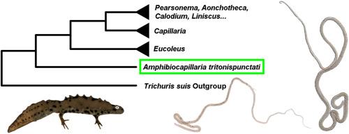 An update on the phylogeny of capillariid nematodes based on 18S rDNA sequences of Amphibiocapillaria tritonispunctati (Diesing, 1851) and four other species