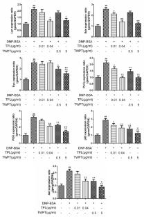 Tripterygium wilfordii attenuates IgE-mediated type I allergy by regulating Th1/Th2 balance