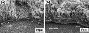 Oxidation Behavior of the AlCoCrFeNiCu0.5 High-Entropy Alloy at 800 °C and 900 °C