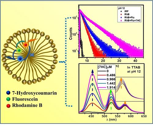 Micelle Assisted Multi-Step Energy Relay in a Blend of Fluorophores as a Potential Light Harvesting System