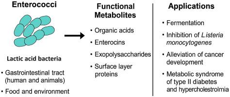 A review on the ecological niche and functional properties of enterococci in health promotion
