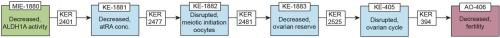 AOP Report: Decreased ALDH1A (RALDH) activity leading to decreased fertility via disrupted meiotic initiation of fetal oogonia