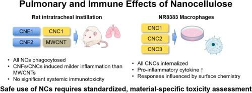 Pulmonary inflammation and immune responses induced by nanocellulose: Insights from in vivo and in vitro models