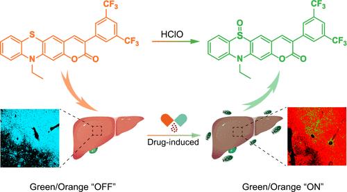Engineering HClO Ratiometric Fluorescent Probe by Inducing Molecular Aggregation to Suppress TICT Formation for Monitoring Drug-Induced Liver Injury