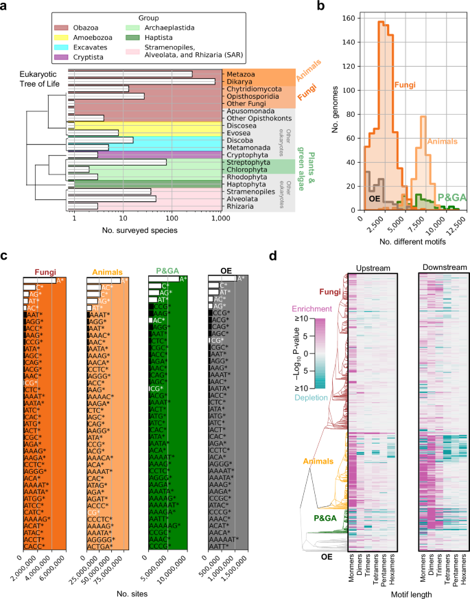 Short tandem repeats delineate gene bodies across eukaryotes