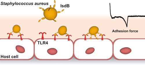 Force Nanoscopy Demonstrates Stress-Activated Adhesion between Staphylococcus aureus Iron-Regulated Surface Determinant Protein B and Host Toll-like Receptor 4
