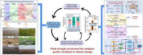 Dissimilatory nitrate reduction pathways drive high nitrous oxide emissions and nitrogen retention under the flash drought in the largest freshwater lake in China