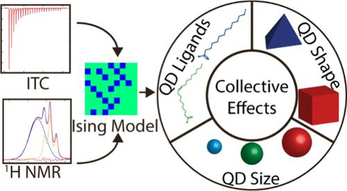 Thermodynamics and Modeling of Collective Effects in the Organic Ligand Shell of Colloidal Quantum Dots