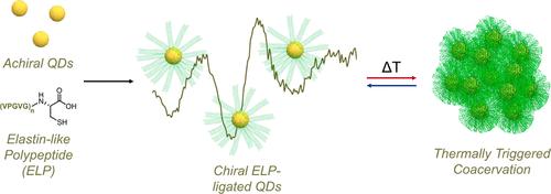 Induced Chirality in QDs Using Thermoresponsive Elastin-like Polypeptides