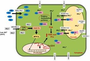 Galactinol synthase 4 requires sulfur assimilation pathway to provide tolerance towards arsenic stress under limiting sulphur condition in Arabidopsis