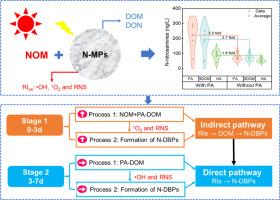 Overlooked risks of photoaging of nitrogenous microplastics with natural organic matter in water: Augmenting the formation of nitrogenous disinfection by-products