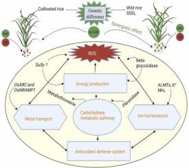 Energy metabolism, antioxidant defense system, metal transport, and ion homeostasis are key contributors to Cd tolerance in SSSL derived from wild rice