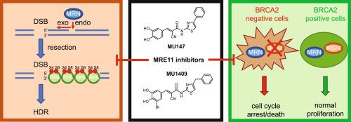 Discovery of new inhibitors of nuclease MRE11