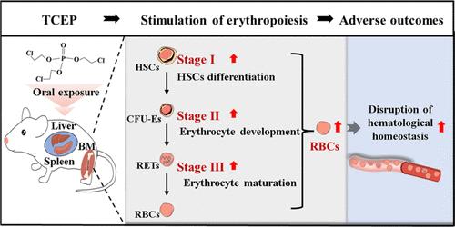 Tris(2-chloroethyl) Phosphate Leads to Unbalanced Circulating Erythrocyte in Mice by Activating both Medullary and Extramedullary Erythropoiesis