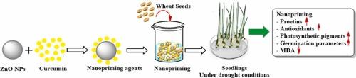 Curcumin-based priming agent confers drought tolerance in wheat seedlings: A climate-smart approach