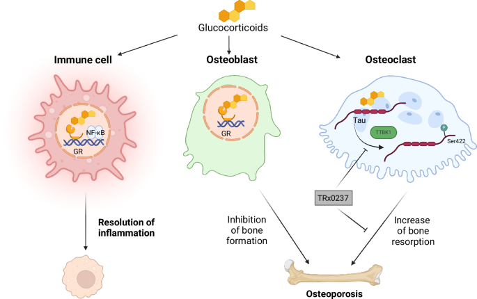 Tau(t)ing glucocorticoid binding