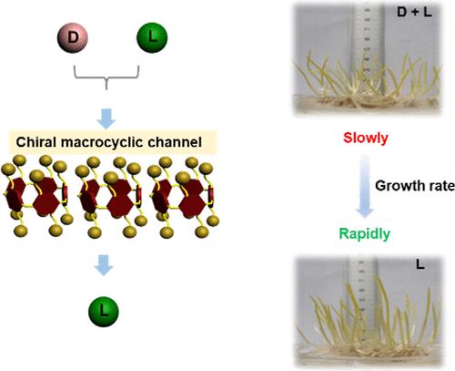 Chiral Membrane Containing Subnanometer Channels for Enantioselective Transport Amino Acids
