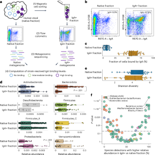 Metagenomic immunoglobulin sequencing reveals IgA coating of microbial strains in the healthy human gut