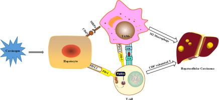Parkin modulates the hepatocellular carcinoma microenvironment by regulating PD-1/PD-L1 signalling