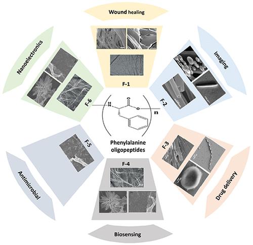 Self-Assembly of Homo Phenylalanine Oligopeptides: Role of Oligopeptide Chain Length