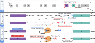 Intronic variant increases Parkinson disease risk by disrupting branchpoint sequence