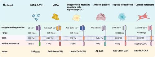 Exploring CAR-macrophages in non-tumor diseases: Therapeutic potential beyond cancer