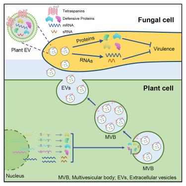 Rice extracellular vesicles send defense proteins into fungus Rhizoctonia solani to reduce disease