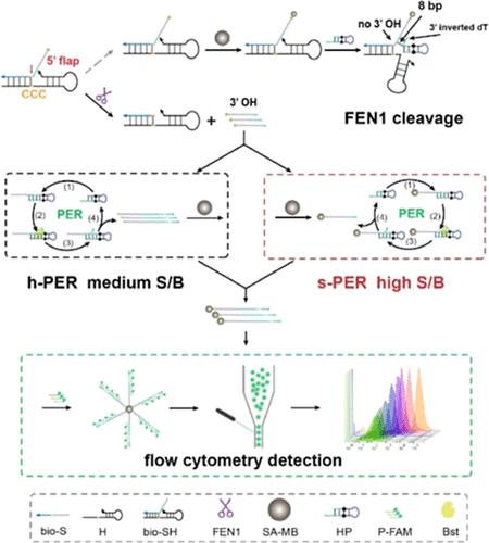 Highly Sensitive Flow Cytometry Biosensor with a High Signal-to-Background Ratio for FEN1 Analysis via Solid-Phase Interface-Mediated Primer Exchange Reaction Amplification